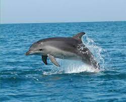 Червона книга України. Афаліна Tursiops truncatus (Montagu, 1821)