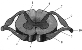 0402994m-0b1d-277x171.png