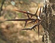 04029ib8-7c24-185x147.jpg