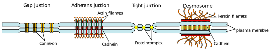 04029ied-cb5b-940x175.png