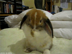 04029jsr-e3ec-245x184.gif