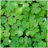 04029t53-182e-157x157.png