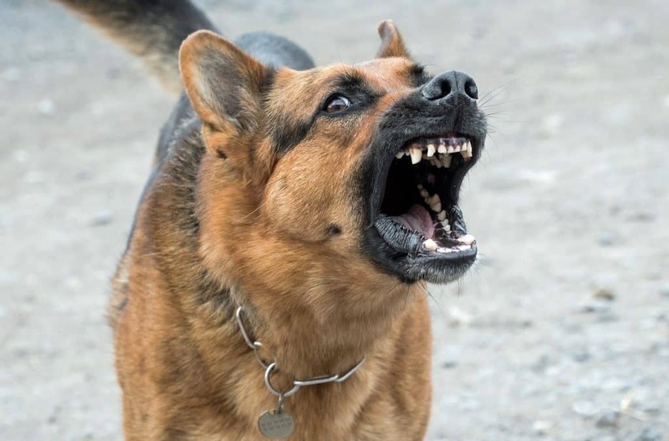 Focus on 'Dangerous Dogs' | Levy & Co Solicitors | Blog