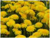 04029t6p-6299-175x132.png