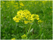 04029t7g-18f8-181x136.png