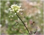 04029t7m-c260-155x124.png