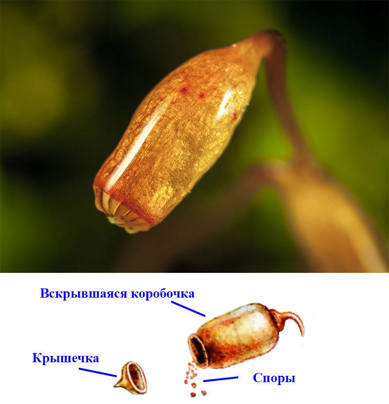 04029wn5-8d45-800x832.png