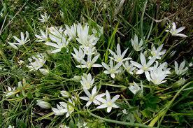 Category:Ornithogalum refractum - Wikimedia Commons