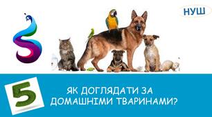 Презентація на тему: ЯК ДОГЛЯДАТИ ЗА ДОМАШНІМИ  ТВАРИНАМИ?