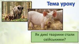 Як дикі тварини стали свійськими?