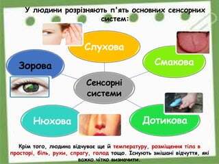Будова сенсорних систем