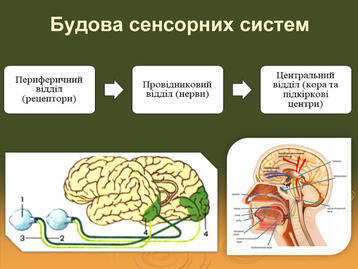 Презентація «Загальна характеристика сенсорних систем. Будова аналізаторів»