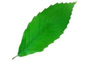 зеленый лист, листья дерева, green leaf - завантажити безкоштовно рендер на Artage.io