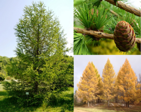 0402a6m5-f85a-290x231.png
