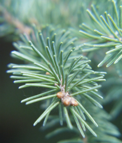 0402a6rr-8a65-253x296.png