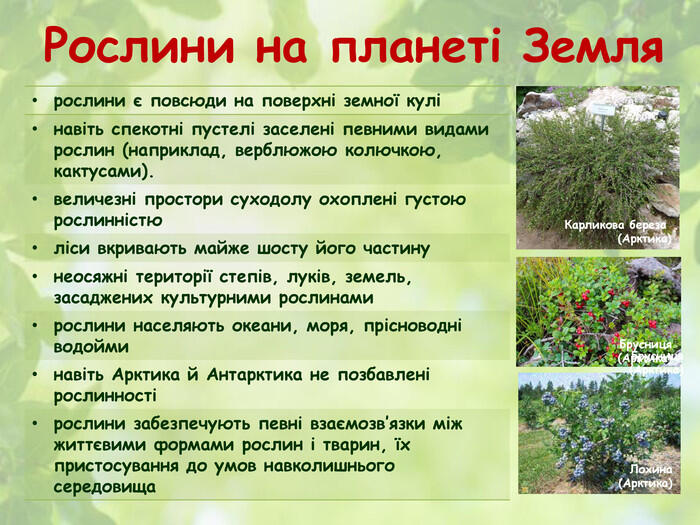 Рослини на планеті Земля{C083 E6 E3-FA7 D-4 D7 B-A595-EF9225 AFEA82}рослини є повсюди на поверхні земної кулінавіть спекотні пустелі заселені певними видами рослин (наприклад, верблюжою колючкою, кактусами). величезні простори суходолу охоплені густою рослинністюліси вкривають майже шосту його частинунеосяжні території степів, луків, земель, засаджених культурними рослинамирослини населяють океани, моря, прісноводні водойминавіть Арктика й Антарктика не позбавлені рослинностірослини забезпечують певні взаємозв’язки між життєвими формами рослин і тварин, їх пристосування до умов навколишнього середовища. Карликова береза (Арктика)Брусниця(Арктика)Лохина(Арктика)Брусниця(Арктика)