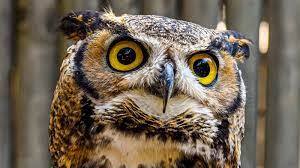 Great Horned Owl : Wild Birds | HowStuffWorks