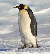 Файл:Emperor Penguin Manchot empereur.jpg — Вікіпедія
