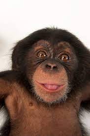 Chimpanzee, facts and photos
