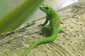6 Wild Facts About Lizards | World Animal Protection