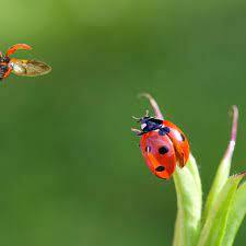 Flying insect numbers plunge 64% since 2004, UK survey finds | Insects | The Guardian