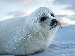 Seals, facts and photos