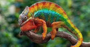 10 Mind-Blowing Chameleon Facts! - AZ Animals