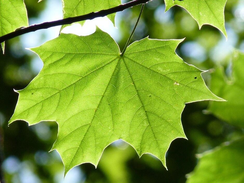 maple-leaf-888807_960_720.jpg