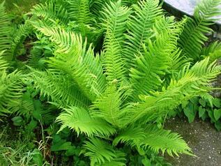 0402amez-5eb7-317x238.jpg