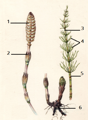0402aopd-3b89-300x409.png