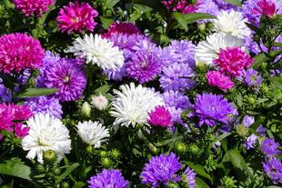 0402au1u-8944-310x207.jpg