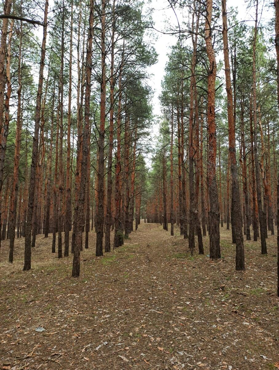 Олешківський ліс Херсон | Цюрюпинський ліс в Херсоні – О, Море.Сity