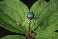 0402b2wa-a9e0-268x179.jpg