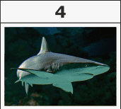 0402b33z-0414-171x154.png