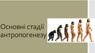 Презентація до уроку з історії: "Основні стадії антропогенезу"
