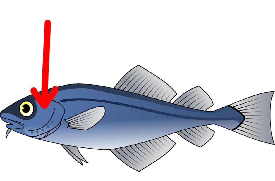 0402ba9w-ba21-940x620.png