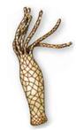 0402bcbg-5146-86x147.jpg