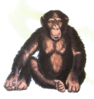 0402bgly-c113-94x99.png