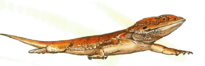 0402bgoa-8c59-205x66.png