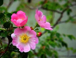 0402bi0g-2d4d-262x200.jpg