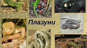 Плазуни (Рептилії) 