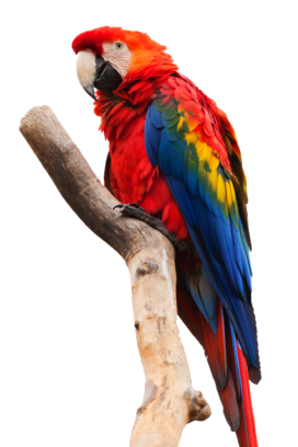 0402buh7-3972-272x408.png