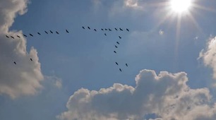 Вже летять додому журавлі.