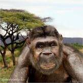 Australopithecus anamensis | Австралопитек анамский - Антропогенез.РУ