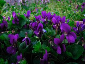 0402bzbs-59d6-278x208.jpg