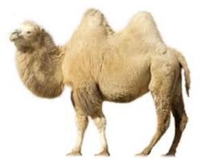 0402c1co-3a00-296x231.png