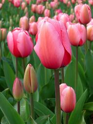 0402c6la-07e1-191x255.jpg