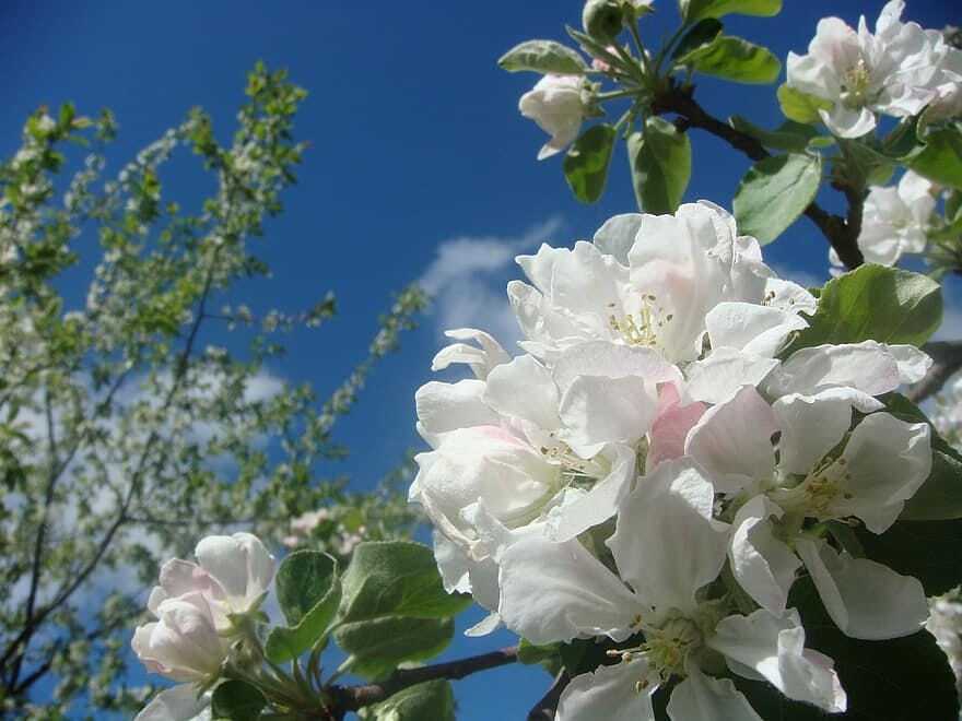 Возможно, это изображение цветок, дерево и природа