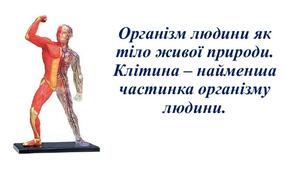 Складники організму людини (шкіра, травна система, дихальна система)