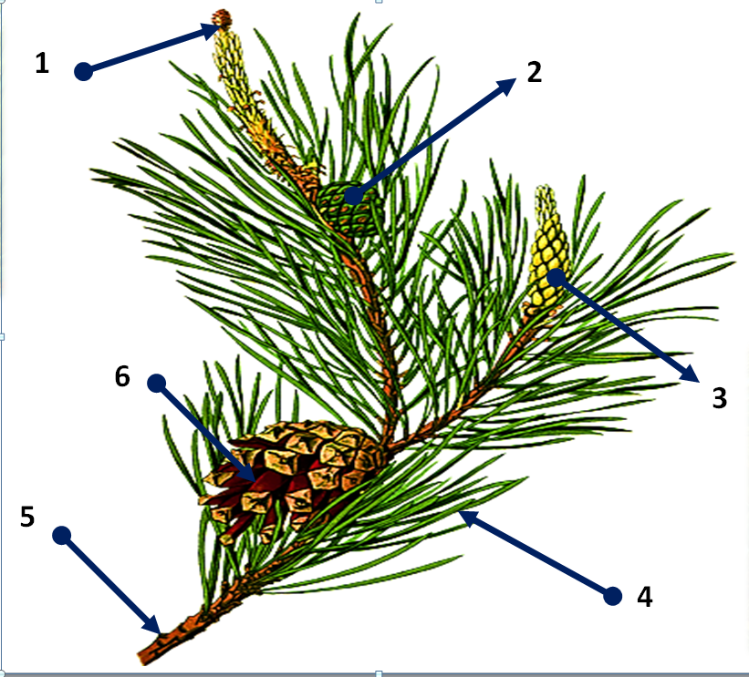 0402c98m-1ce9-821x743.png
